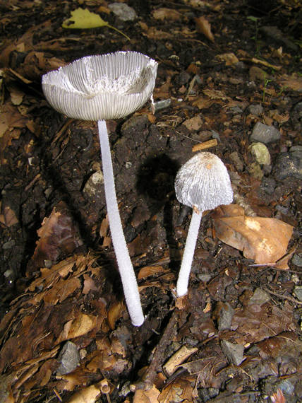 hnojník chlpatý Coprinopsis lagopus (Fr.) Redhead, Vilgalys & Moncalvo