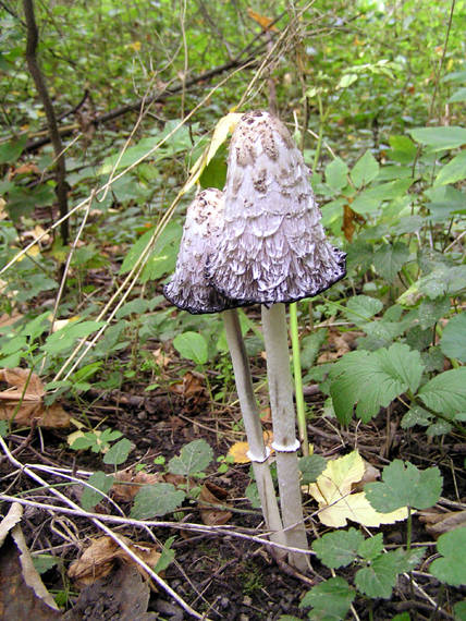 hnojník obyčajný Coprinus comatus (O.F. Müll.) Pers.