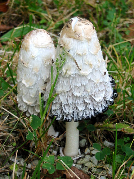 hnojník obyčajný Coprinus comatus (O.F. Müll.) Pers.