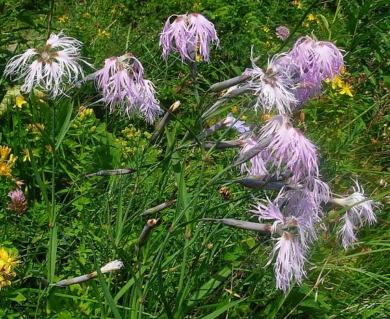 klinček pyšný alpský Dianthus superbus subsp. alpestris (Kablík. ex Uechtr.) Čelak.