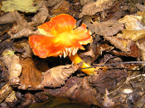 lúčnica granátovočervená Hygrocybe punicea (Fr.) P. Kumm.