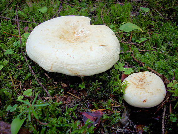 rýdzik korenistý Lactarius piperatus (L.) Pers.