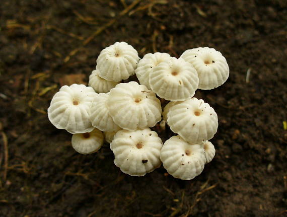 tanečnica golieriková Marasmius rotula (Scop.) Fr.