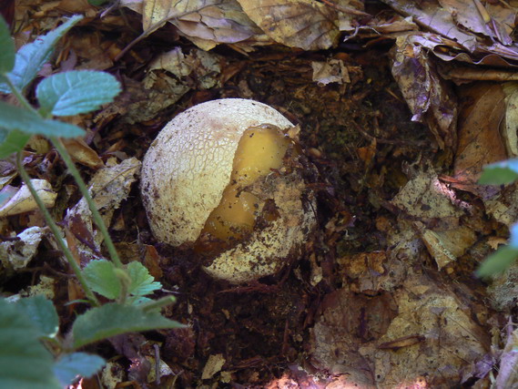 hadovka smradľavá Phallus impudicus L.