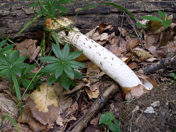 hadovka smradľavá Phallus impudicus L.