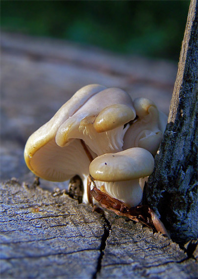 hliva buková Pleurotus pulmonarius (Fr.) Quél.