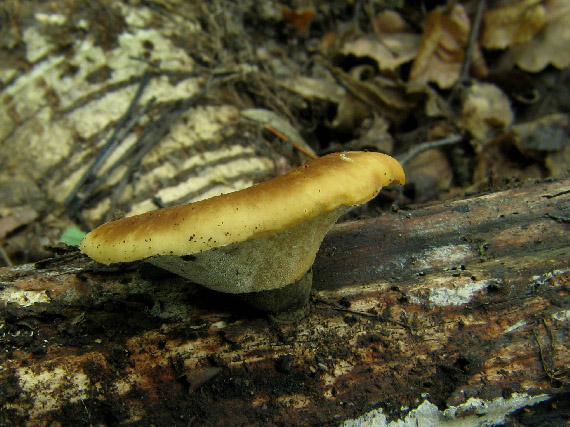 trúdnik Polyporus sp.