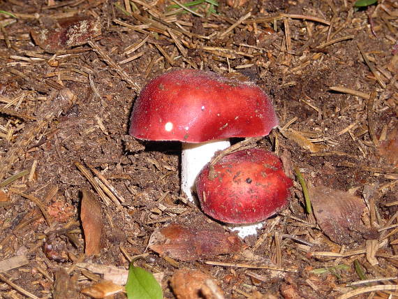 plávka Russula sp.