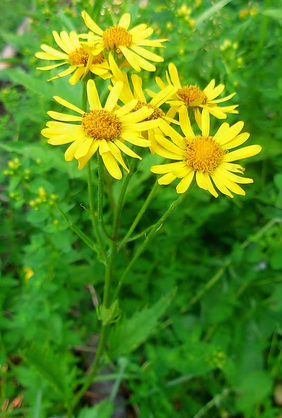 starček subalpínsky Senecio subalpinus W. D. J. Koch