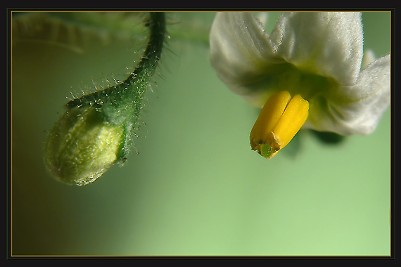 ľuľok čierny Solanum Nigrum L.