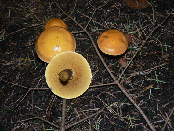 masliak smrekovcový Suillus grevillei (Klotzsch) Singer