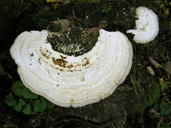 trúdnikovec hrbatý Trametes gibbosa (Pers.) Fr.