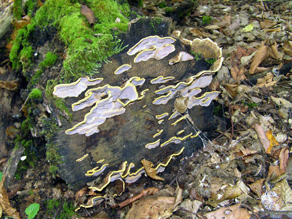 trúdnikovec Trametes sp.