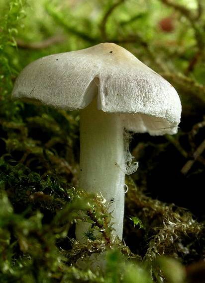 vláknica Inocybe sp.