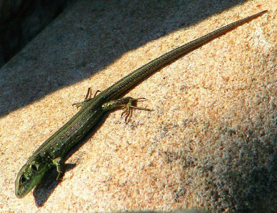 jašterica obyčajná Lacerta agilis