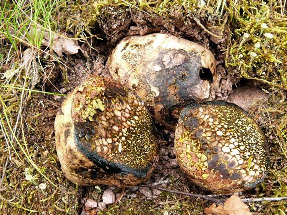 měcháč písečný - Hráškovec obyčajný Pisolithus arhizus (Scop.) Rauschert