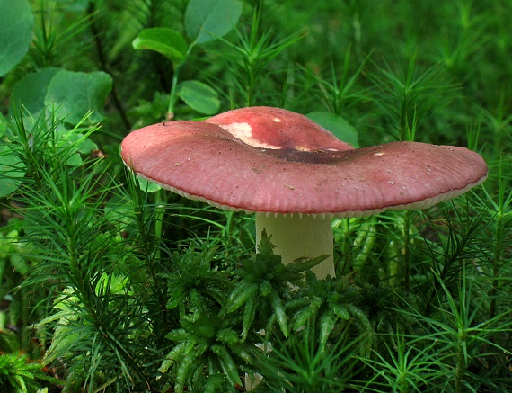 plávka jahodovočervená Russula paludosa Britzelm.