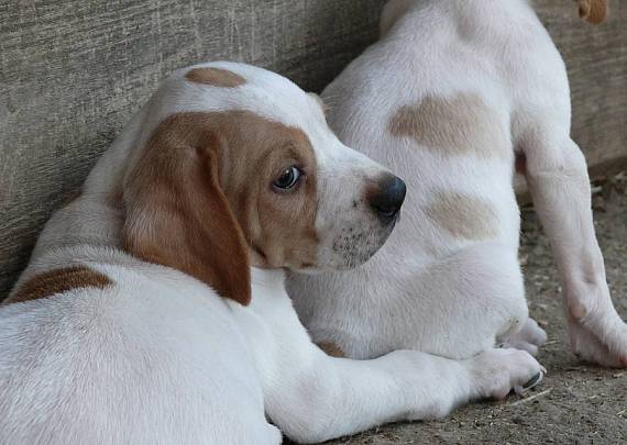 čakanie v rade English pointer