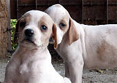 english pointer