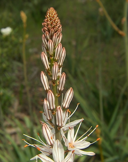 kvietok Asphodelus sp.