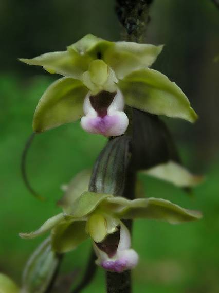 kruštík modrofialový Epipactis purpurata Sm.