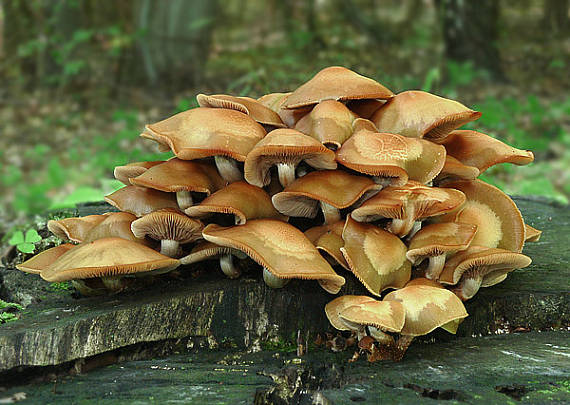 šupinovka menlivá Kuehneromyces mutabilis (Schaeff.) Singer & A.H. Sm.