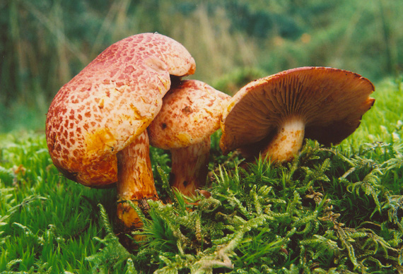 pavučinovec červenošupinatý Cortinarius bolaris (Pers.) Fr.