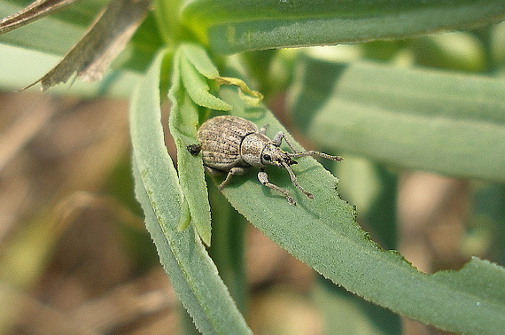 nosáčik Peritelus familiaris