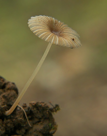 hnojník Coprinus sp.