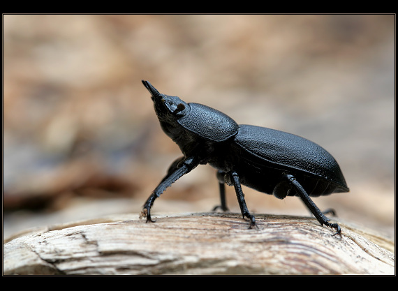 roháčik obyčajný Dorcus parallelopipedus