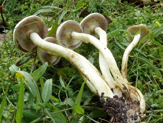 třepenitka svazčitá - Strapcovka zväzkovitá Hypholoma fasciculare (Huds.) P. Kumm.