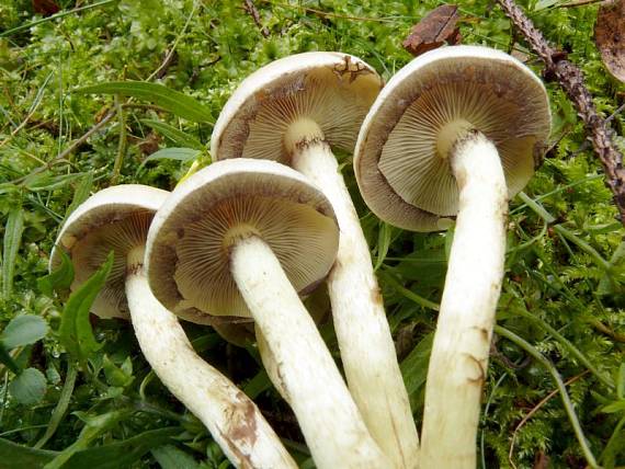 třepenitka svazčitá - Strapcovka zväzkovitá Hypholoma fasciculare (Huds.) P. Kumm.