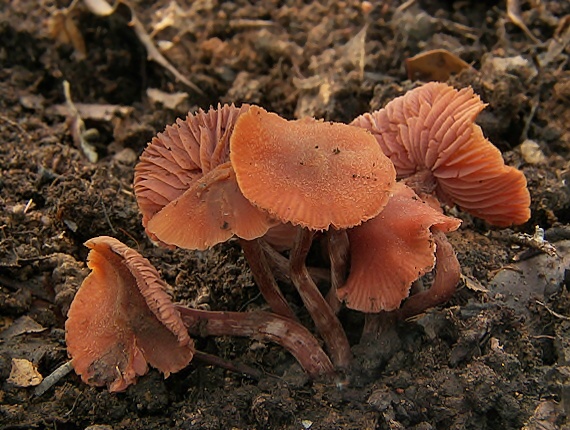 lakovka Laccaria sp.