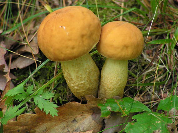 kozák žltopórový Leccinellum crocipodium (Letell.) Della Maggiora & Trassinelli