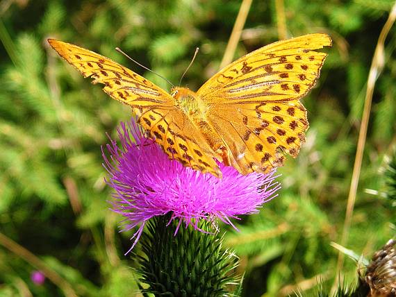 perlovec striebristopásavý Argynnis paphia