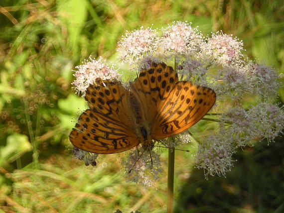 perlovec striebristopásavý Argynnis paphia