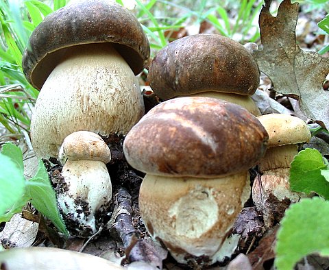 hríb bronzový Boletus aereus Bull. ex Fr.