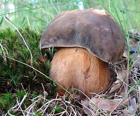 hríb bronzový Boletus aereus Bull. ex Fr.