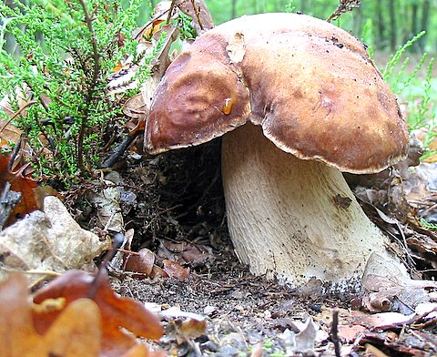 hríb bronzový Boletus aereus Bull. ex Fr.