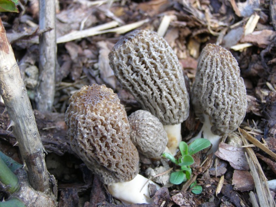 smrčok jedlý Morchella esculenta (L.) Pers.