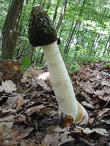 hadovka smradľavá Phallus impudicus L.