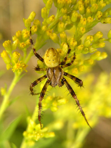 križiak štvorškvrnný / křižák čtyřskvrnný ♂ Araneus quadratus Clerck, 1757