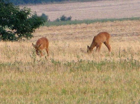 srnky Capreolus capreolus