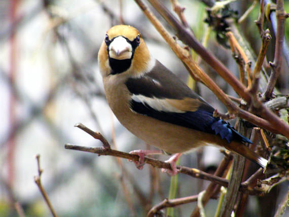 glezg hrubozobý Coccothraustes coccothraustes