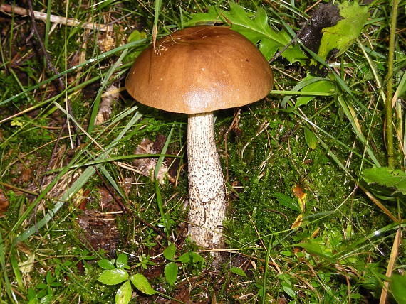 kozák brezový Leccinum scabrum (Bull.) Gray