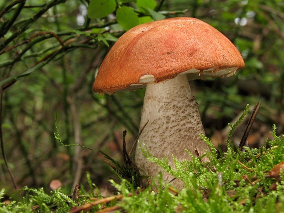 kozák sosnový Leccinum vulpinum Watling