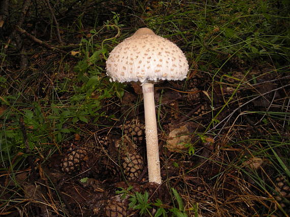 bedľa Macrolepiota sp.