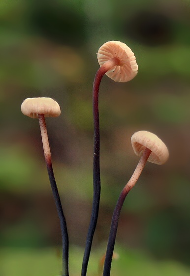 tanečnica Marasmius sp.