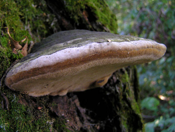 ohňovec obyčajný Phellinus igniarius (L.) Quél.