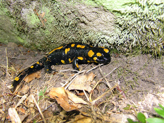 salamandra škvrnitá Salamandra salamandra